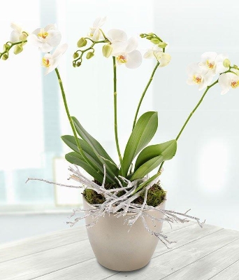 Orchid in pot